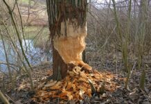 Bibermanagement: Bauernschaft fordert Taten von Haimbuchner