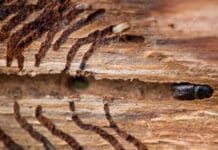 Was jetzt im Wald passiert