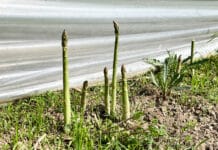 Spargelproduzent “Bauer Bene”