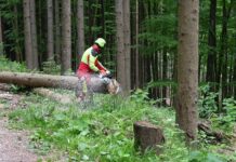 Die heimischen Wälder stehen unter Druck