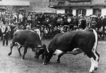 Tiroler Kulturgut vor dem Aussterben bewahrt