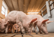 Vollspalten-Kompromiss schafft Klarheit für Bauern