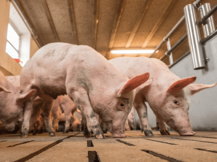 Mastschweine 96 ID71427klein
