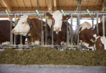 Immer weniger Betriebe versorgen mit genug Milch