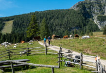Michael Jäger begrüßt OGH-Urteil zum Weidevieh – Rechtssicherheit für Almbauern