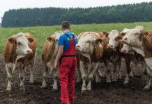 Enge Mensch-Tier-Beziehung beeinflusst Fleischqualität positiv