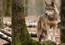 Wolfs-Management: Herabsetzung des Schutzstatus beschlossen