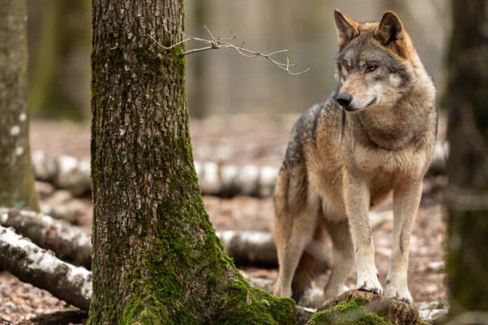 Grey Wolf In The Forest