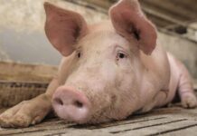 Ringen um Aus für Vollspaltenböden ist entschieden