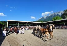Haflinger-Weltausstellung