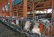 Jungviehställe: Tiergerecht und emissionsarm