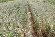 Neue Blüte für den Gemengeanbau