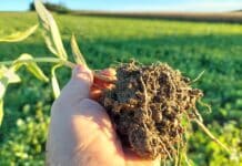 Zwischenfrüchte machen Ackerbau der Zukunft aus