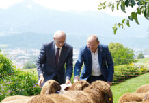 Senkung des EU-Wolfschutzstatus: Tirol will neuen Spielraum aktiv nutzen