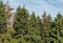 Holzmarkt Juni ´25: Fichte nimmt 110-Euro-Marke