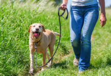 Lückenlose Leinenpflicht für Hunde