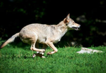 Günstiger Erhaltungszustand: Eine Frage der Definition