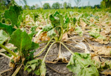 Klimawandel trifft Österreichs Bauern massiv