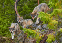 „Opposition entdeckt den Wolf – endlich!“