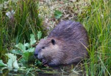 Der Biber ist nicht die einzige Sorge