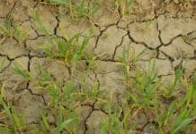 FAO: Klimawandel bedroht Weizen- und Kaffeeflächen