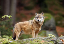Abschussverordnung für Wolf im Tiroler Unterland
