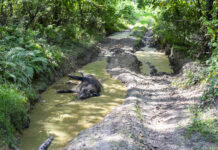 ASP-Fallzahlen europaweit rückläufig