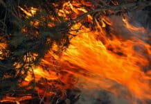 Kampf gegen Waldbrände: Ergebnisse der EU-Förderung unklar