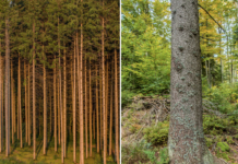 Wie sieht ein klimafitter Wald aus?