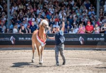 Das sind die schönsten Haflinger der Welt