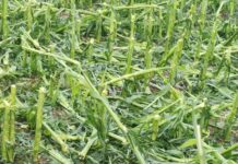 Hagel: Schwere Schäden in der Landwirtschaft in Oberösterreich