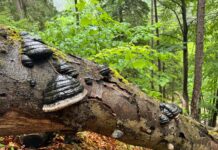 Unterstützung für mehr Biodiversität im Wald