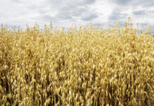 Die Koppensteiners: Milch und Hafer aus einer Hand