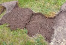 Grünlandbestände jetzt auf Engerlingbefall prüfen