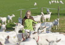 Handeln im Tierschutz sichtbar machen
