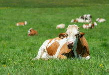 Studie belegt die zukunftsorientierte Arbeitsweise der Heumilchbauern