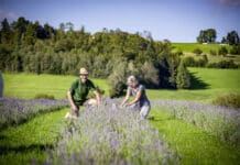 Wenn Lavendel auf Granit trifft