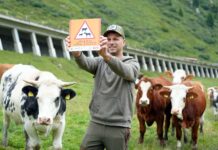 Ein Weidetier ist kein Selfie-Partner und die Alm kein Streichelzoo: Appell für mehr Respekt im Umgang mit Weidetieren