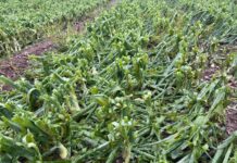 Hagelschäden in der Tiroler Landwirtschaft