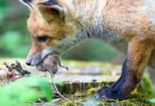 Zoonosen im Fokus: Unsichtbare Gefahren erkennen und handeln