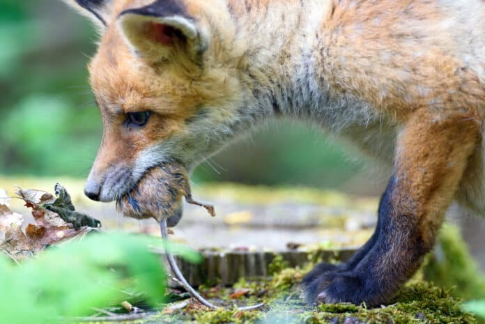 Nature Red Fox Young Fox Pup