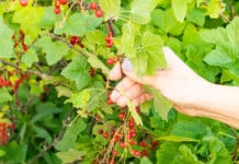 Erntezeit für Ribisel, Himbeere und Co