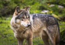 Weitere Abschussverordnung für Wolf in Osttirol