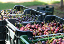 Hochwertige Ernten – aber zu welchem Preis? Sorgen der Gemüse- und Obstbauern