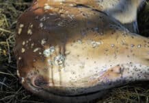 Lumpy Skin Disease: Was Bauern jetzt wissen müssen