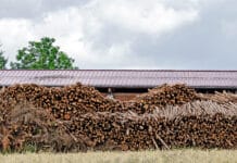 Waldumbau bringt mehr Energieholz