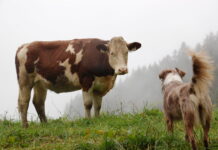 Umgang mit Weidevieh als der Teil der Hundehalter-Sachkunde?