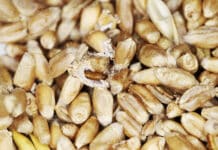 Das Einmaleins des Vorratsschutzes