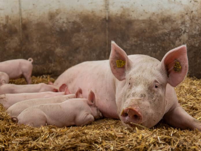 Biologische Schweinehaltung 57 ID88040