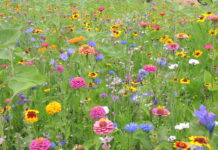 Start für zwei Biodiversität-Fördercalls im Volumen von 7,5 Millionen Euro